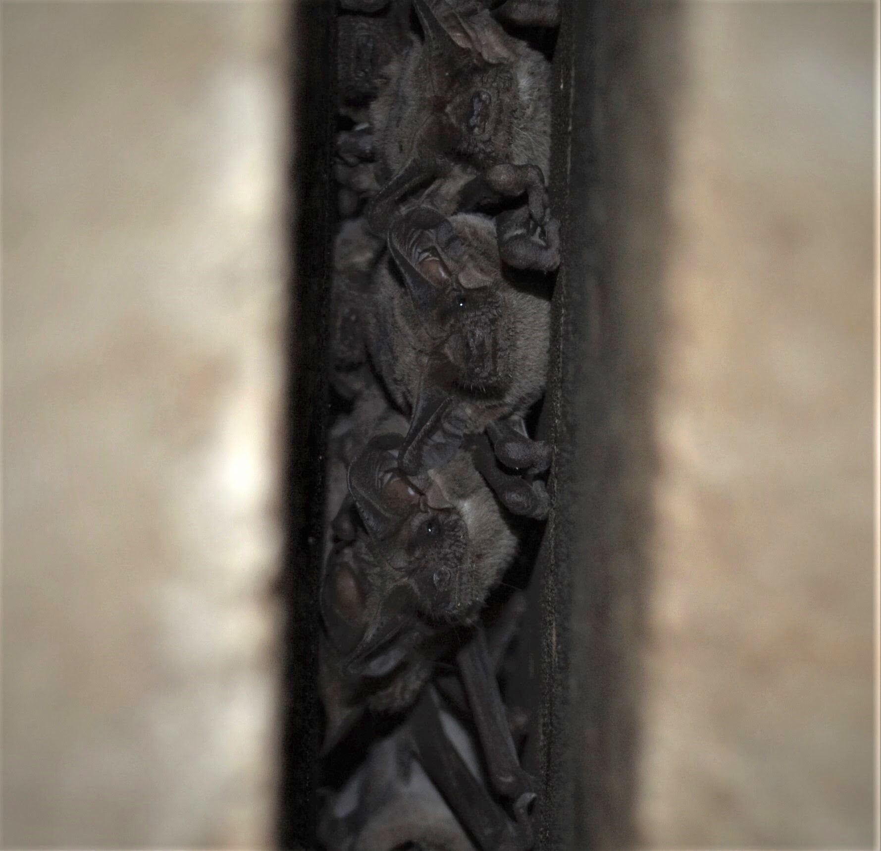 Bats roosting closely together in a narrow bridge expansion joint