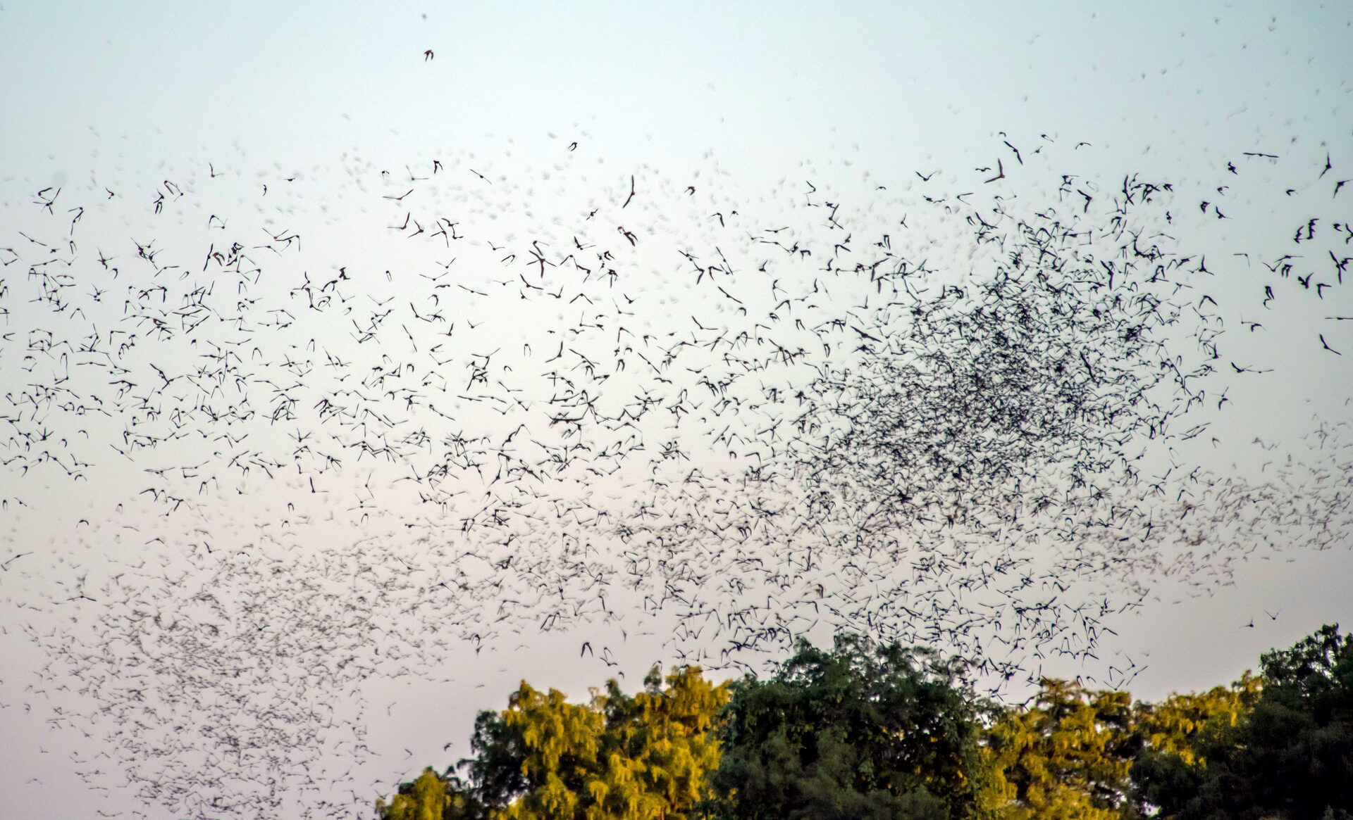 Bats in flight