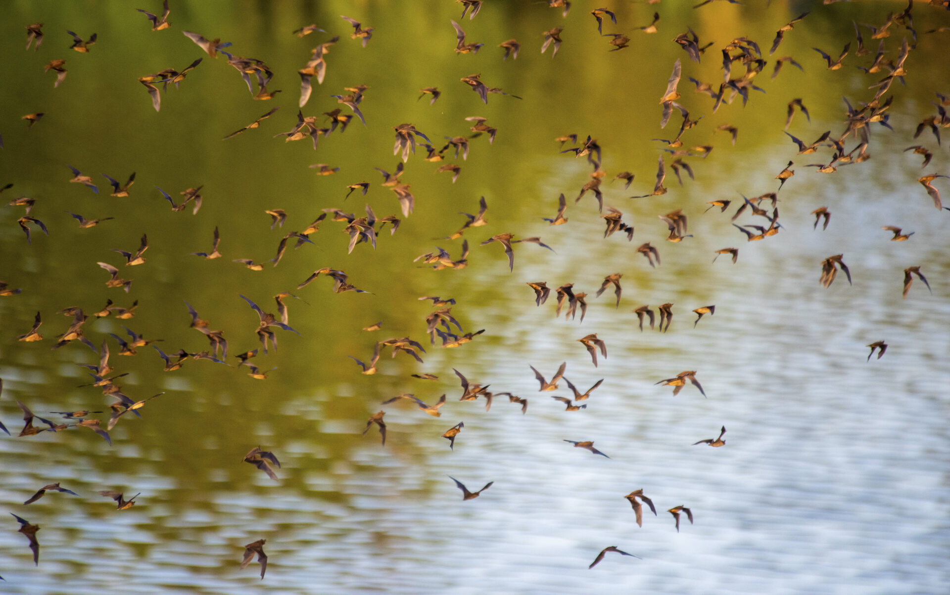 Free-tailed bat
