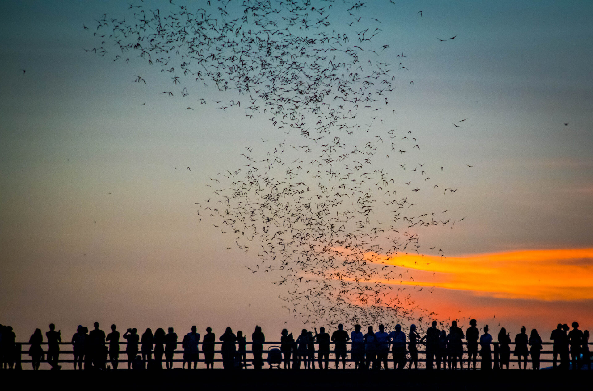 Silhouetted crowd watching the bat colony emerge against an orange sunset sky