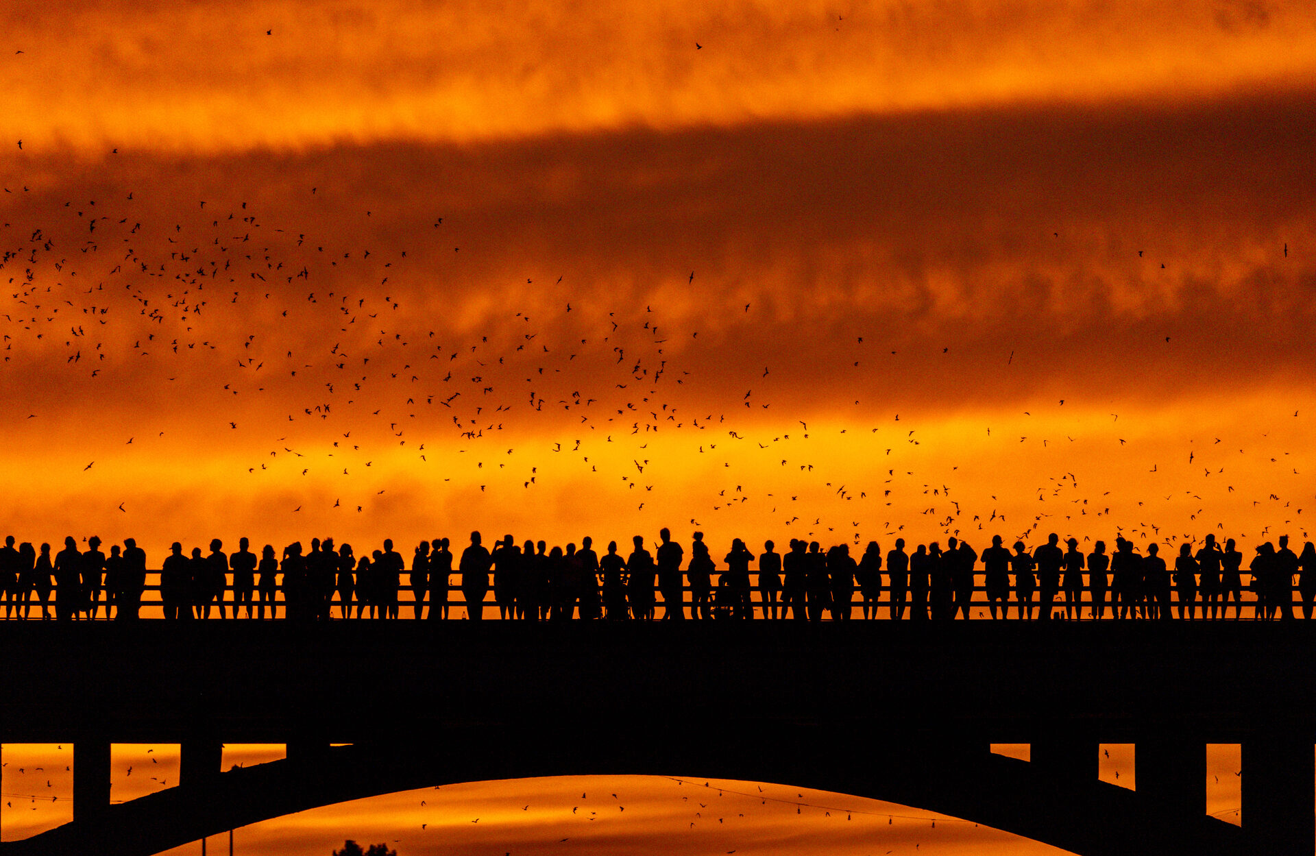 Bats emerging beneath a vivid orange sunset sky at Congress Avenue Bridge