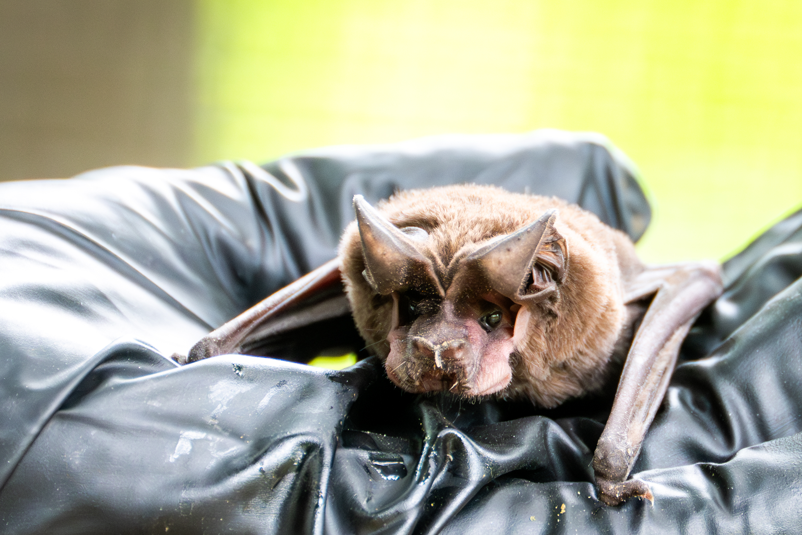 Bat rehabilitation care