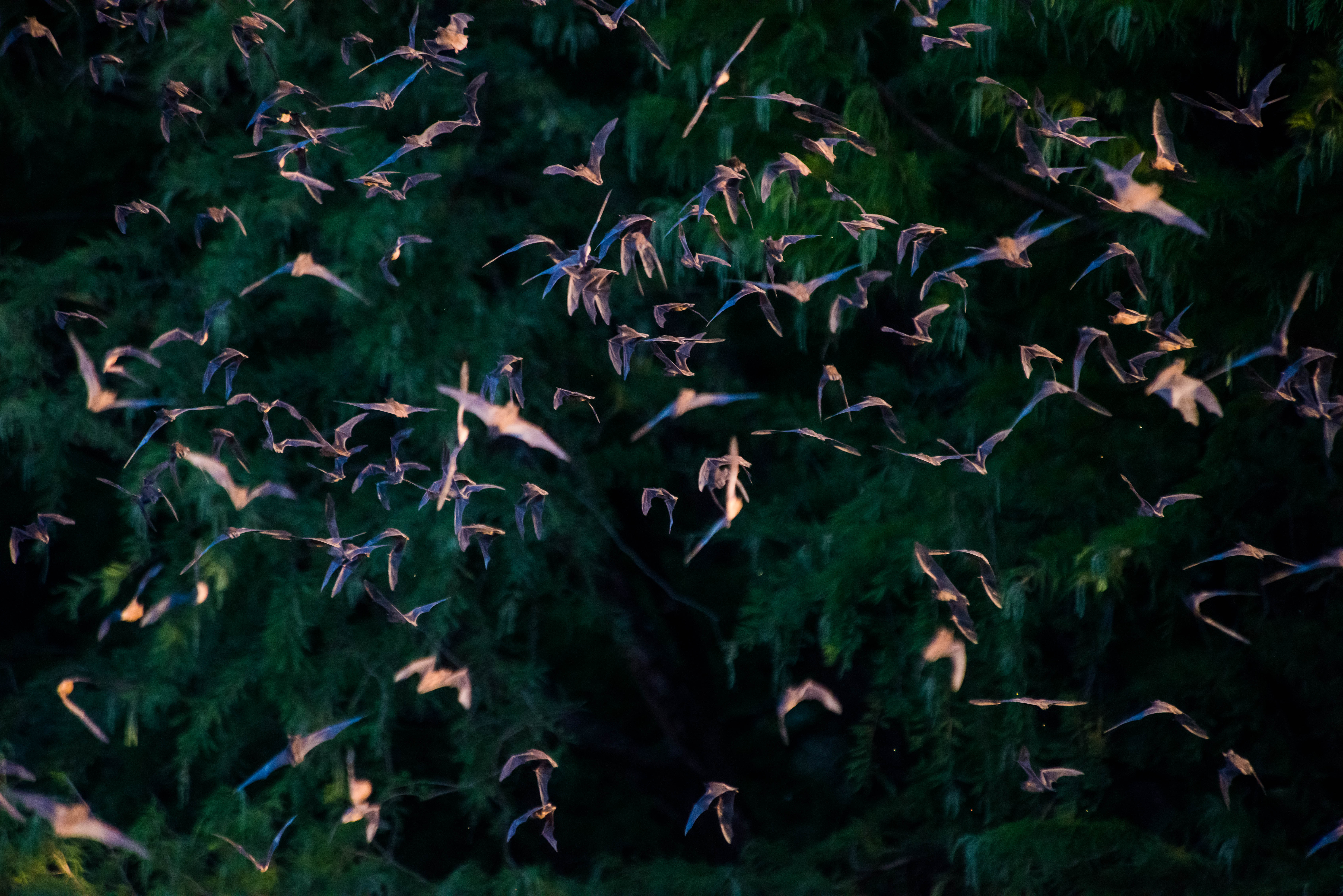 Bat release