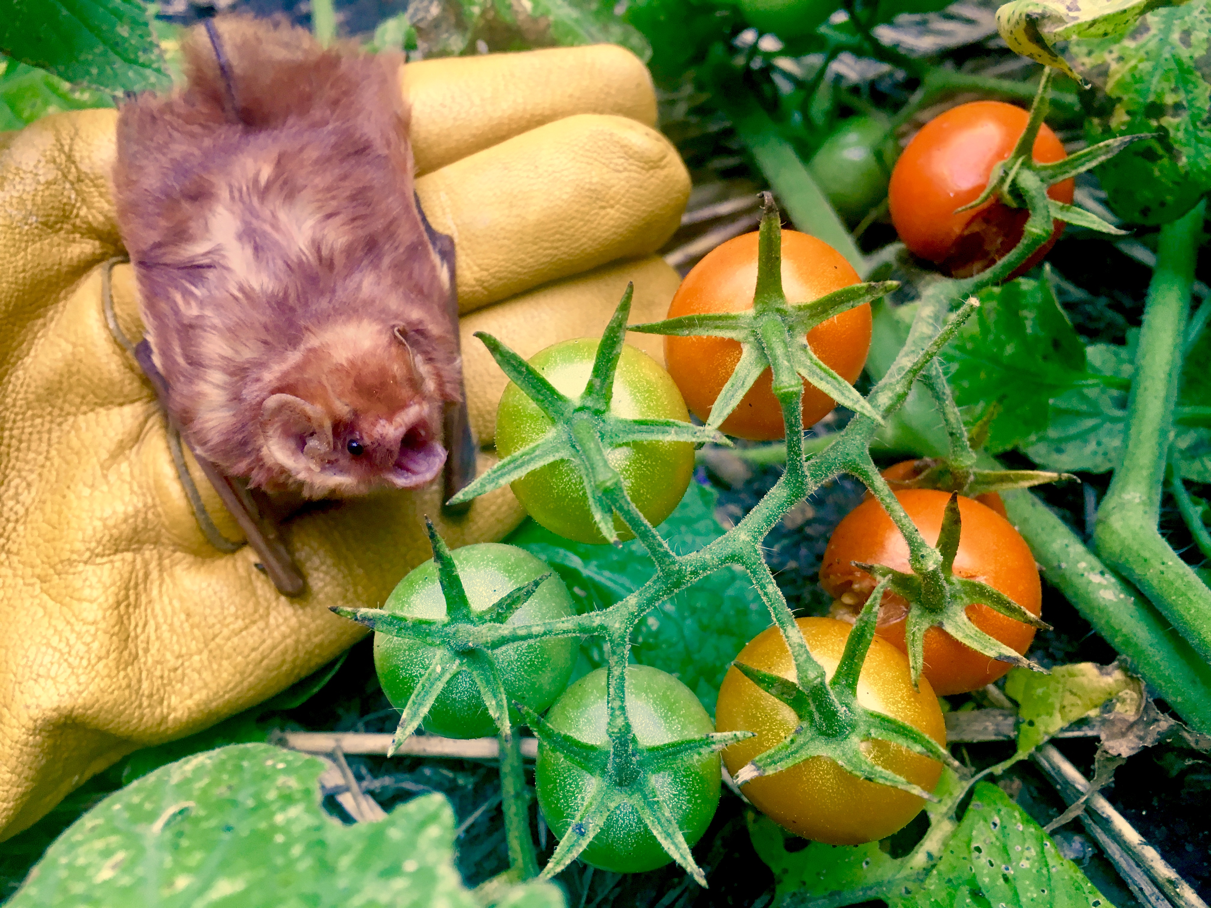 Austin Bat Refuge volunteers in action