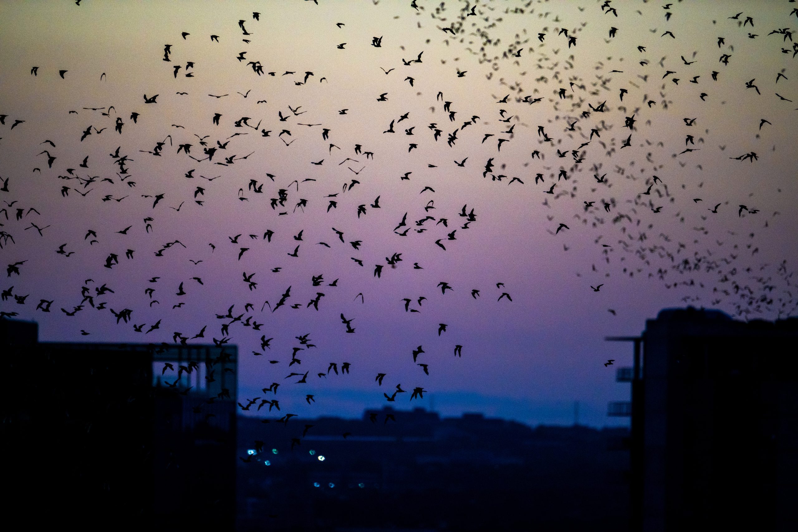 Bat radar