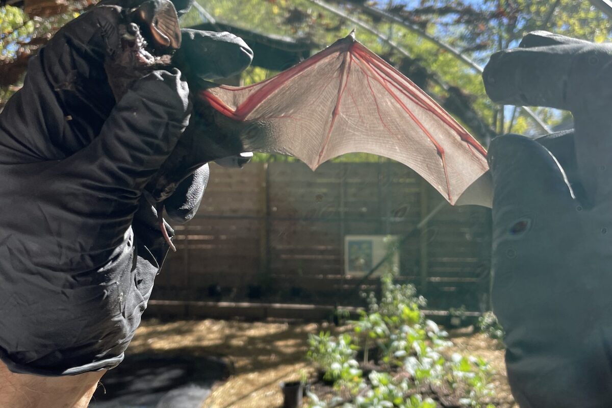 Bat critical care at Austin Bat Refuge