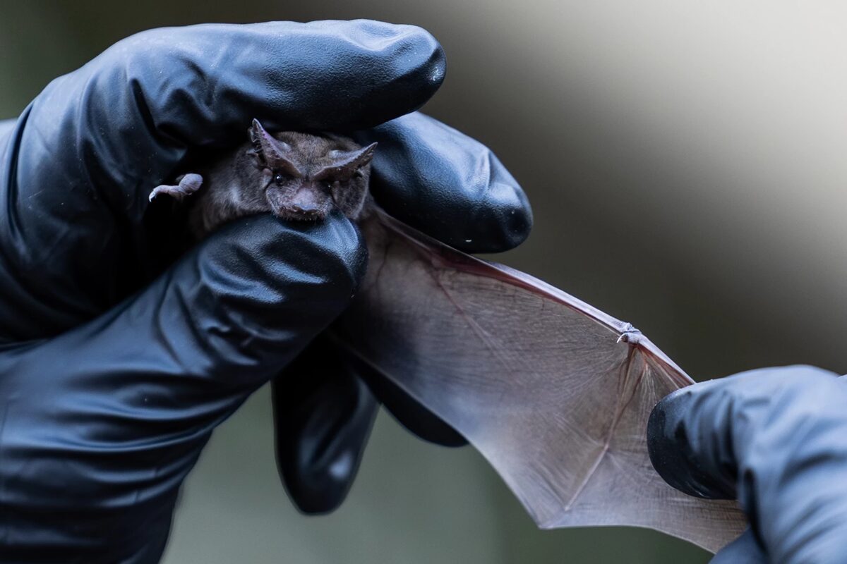 Austin Bat Refuge intake and transport