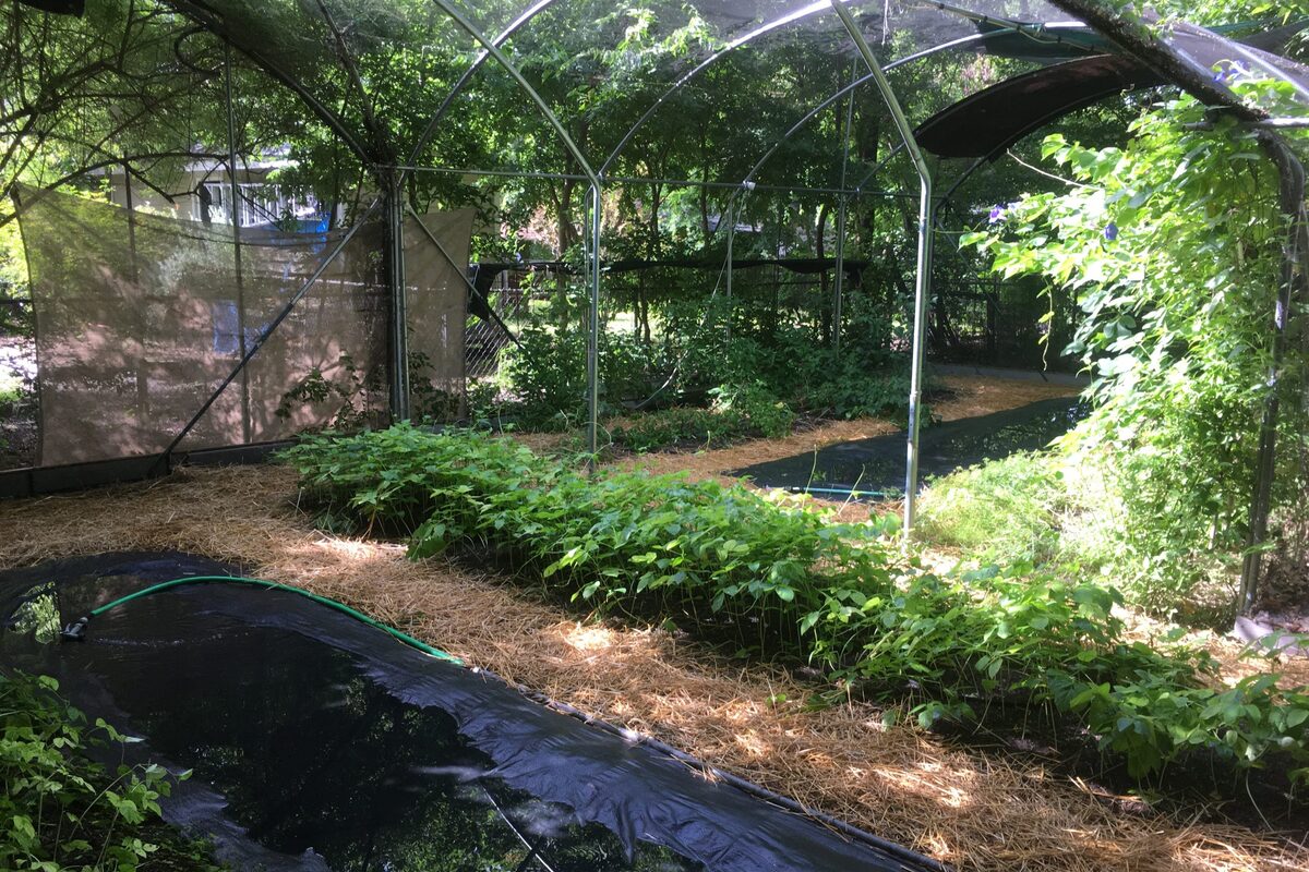 Austin Bat Refuge flight enclosure