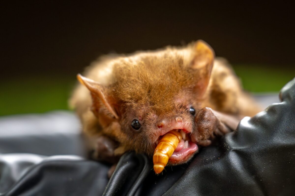 Austin Bat Refuge volunteer bat care observation