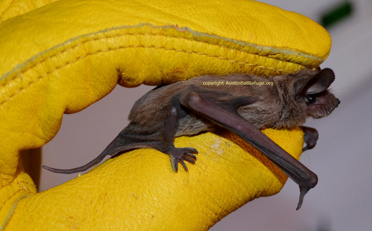 Mexican free-tailed bat Austin Bat Refuge