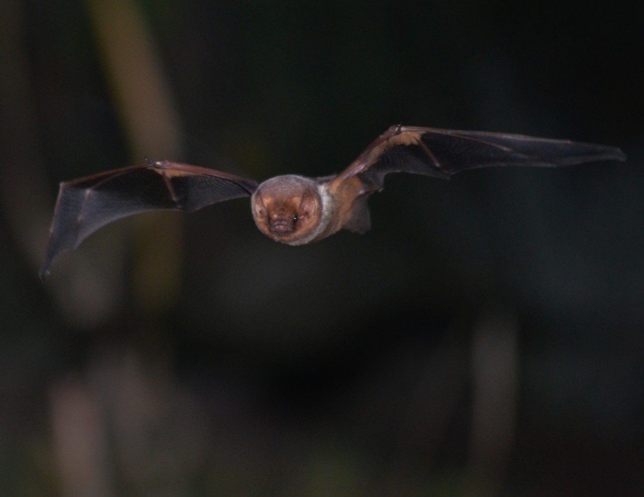 Lasiurus seminolis