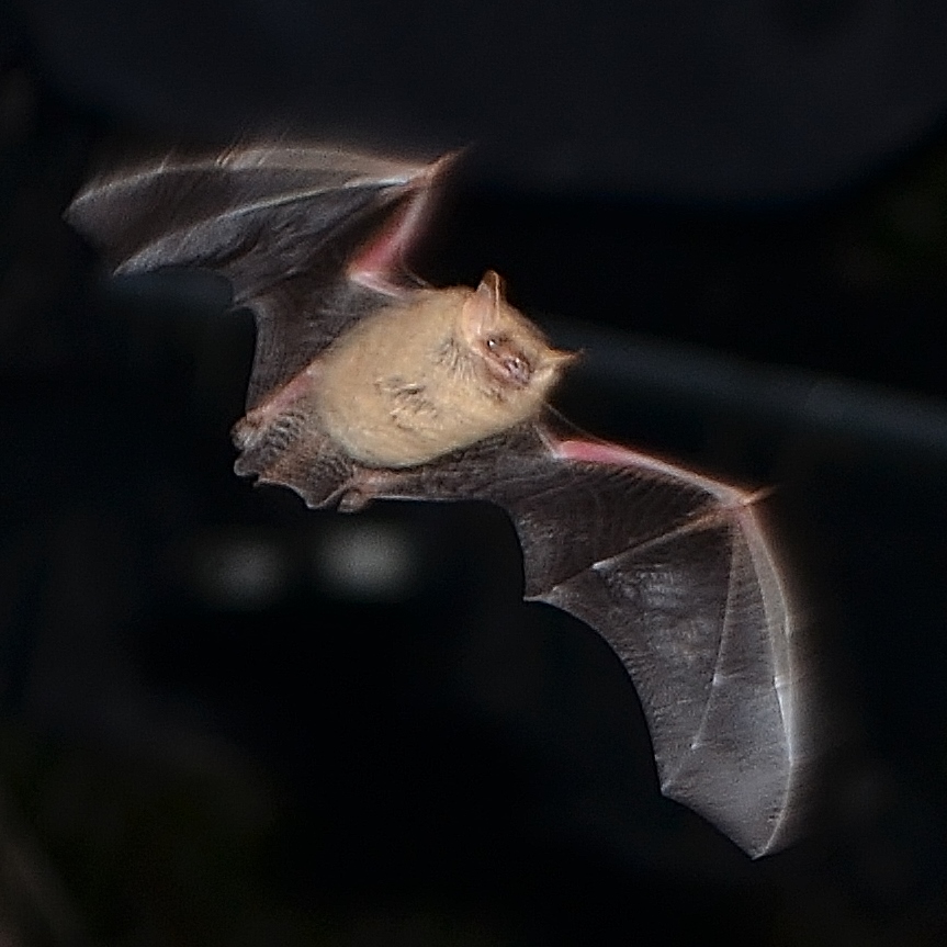 tri-colored bat Austin Bat Refuge