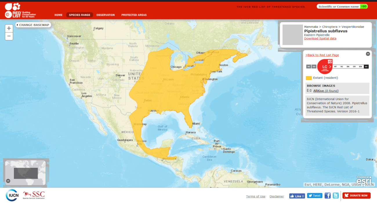 IUCN Red List Range Map for pipistrellus subflavus