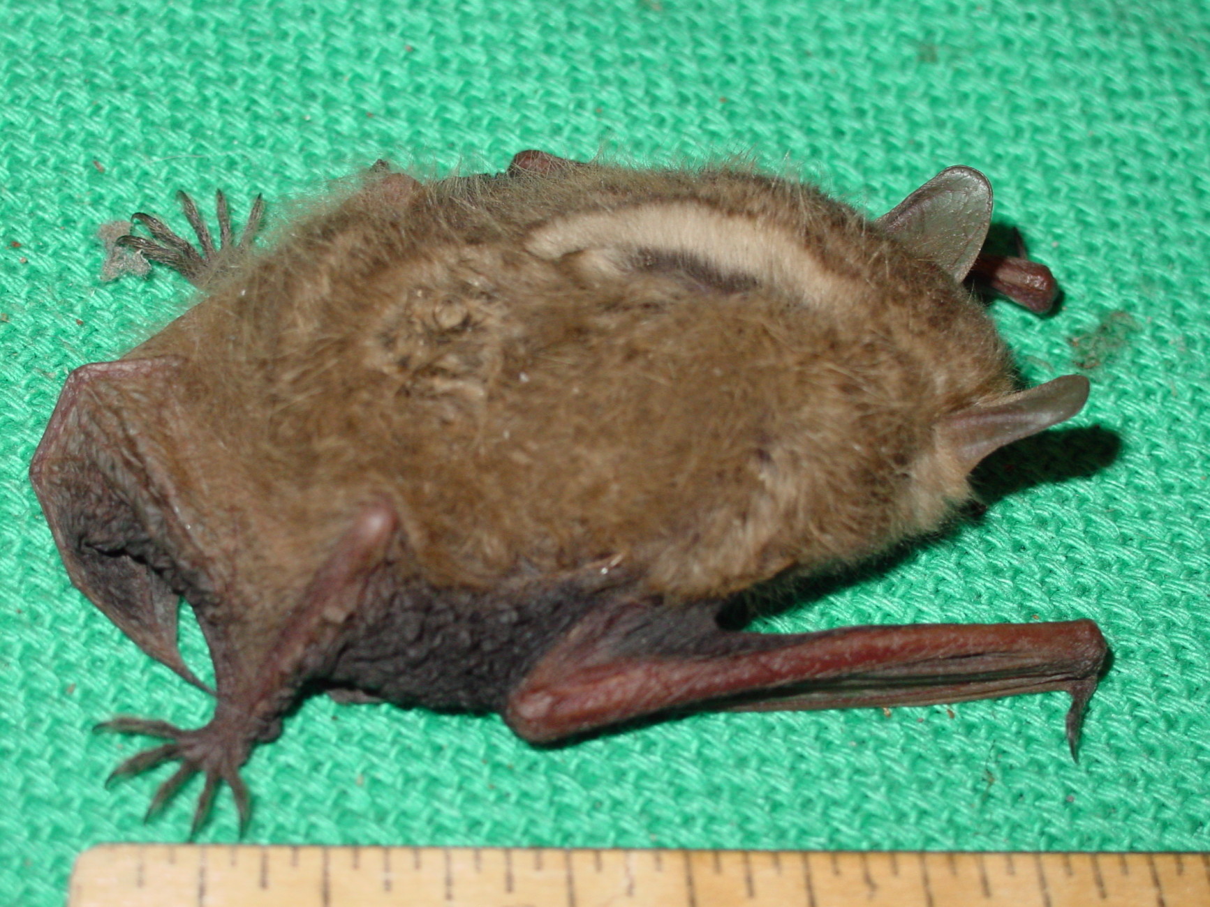 Austin bat, tri-colored bat, Perimyotis subflavus 
