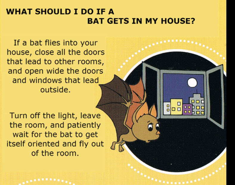 Have You Found A Bat Austin Bat Refuge