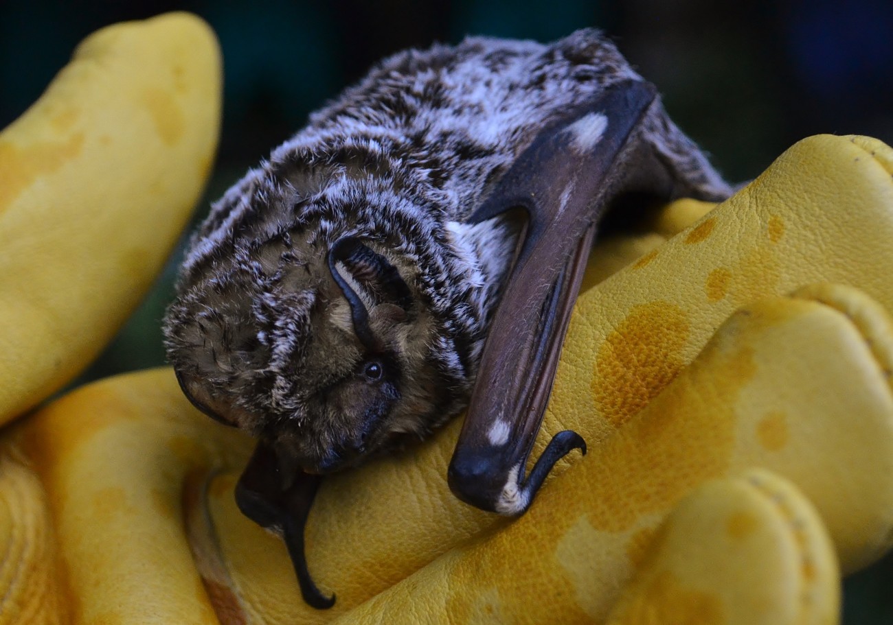 hoary bat Austin Bat Refuge rescue rehabilitation release