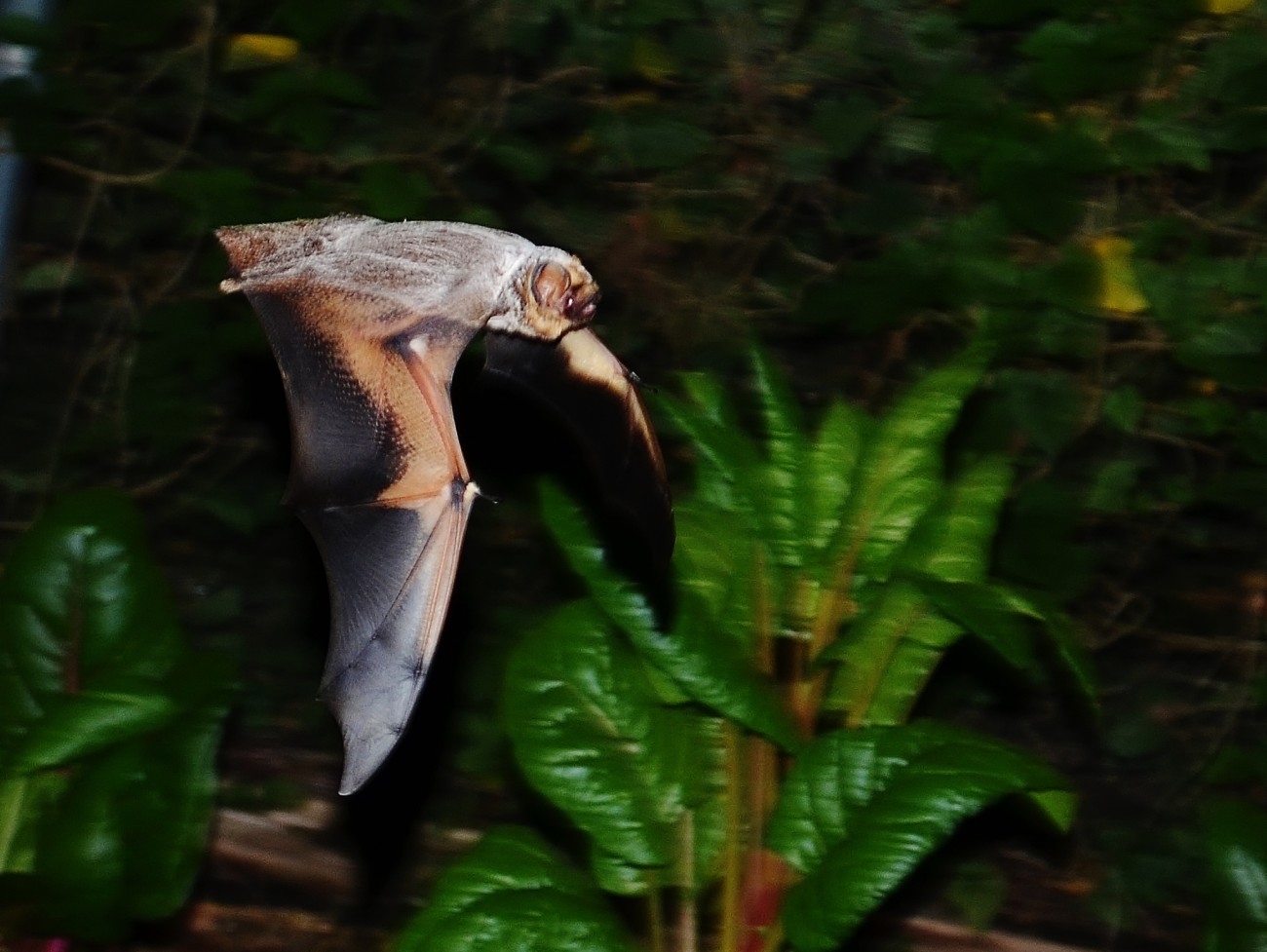 hoary bat flying Austin Bat Refuge rescue rehabilitation release