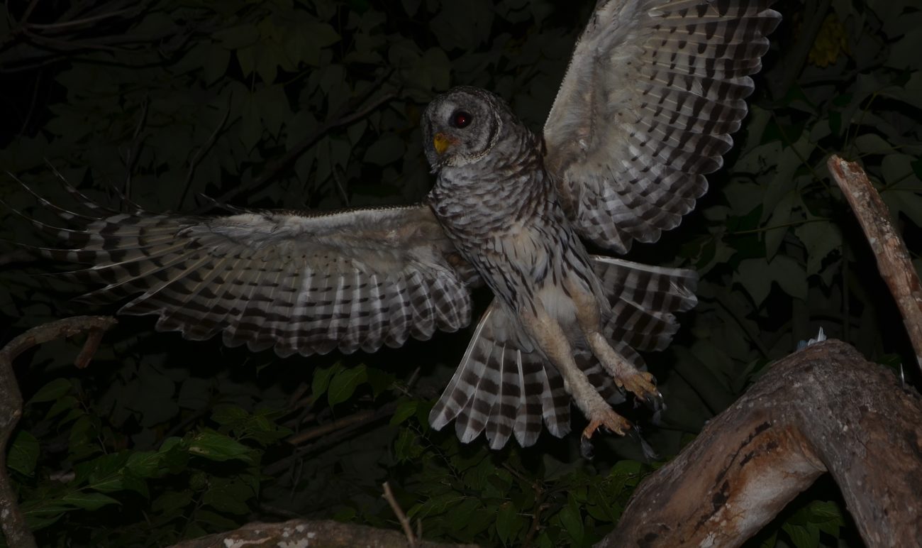 Barred Owl & blue feathers 2