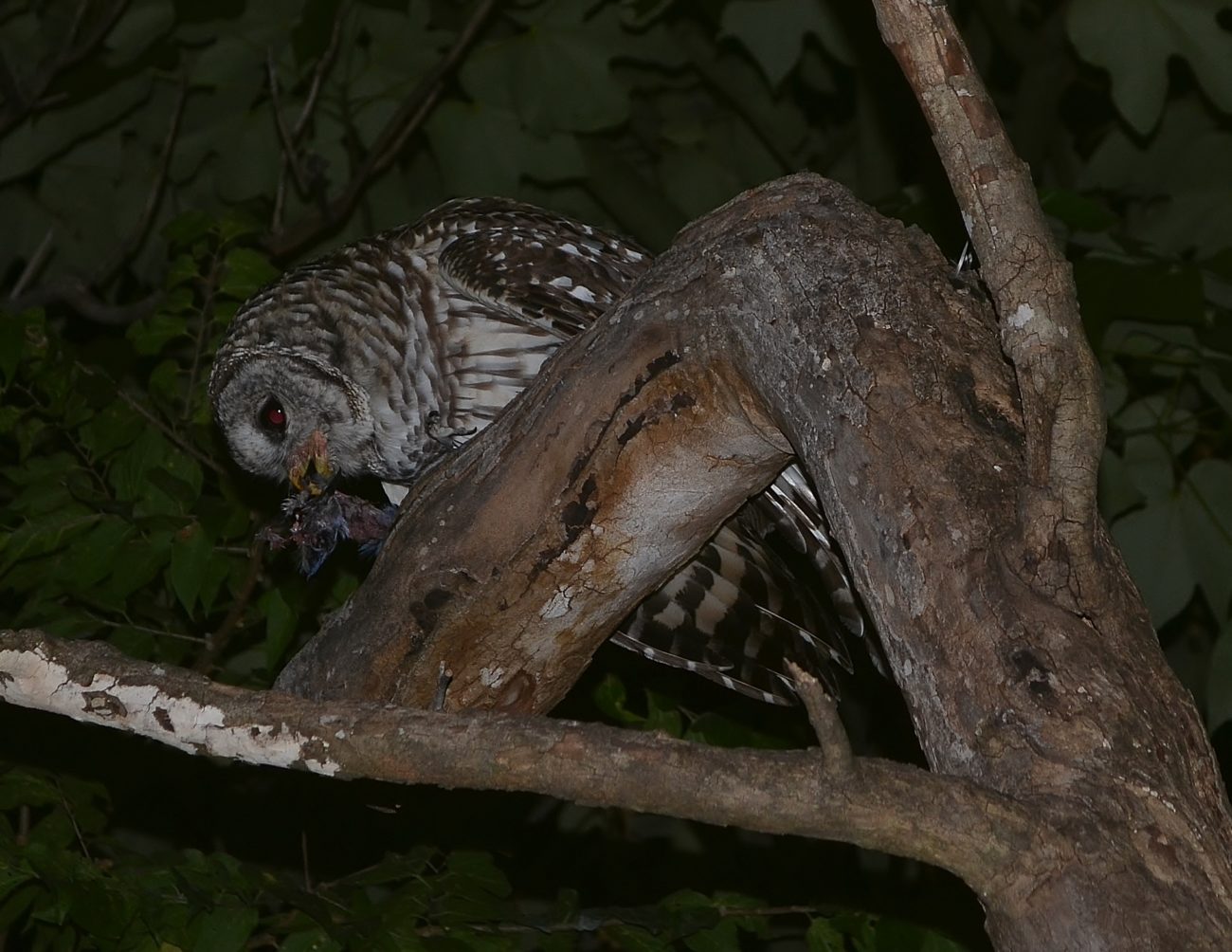 Barred Owl feeding