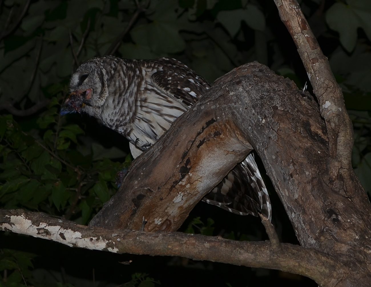 Barred Owl feeding 