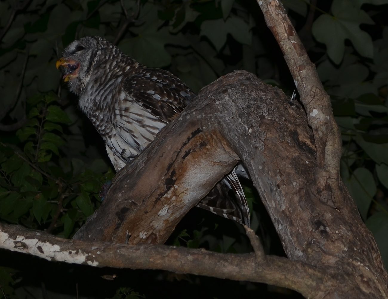 Barred Owl feeding