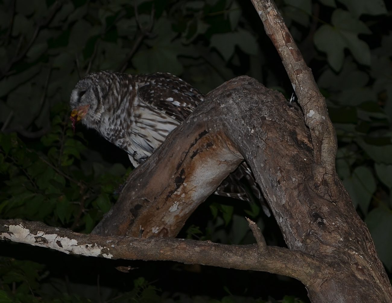 Barred Owl feeding