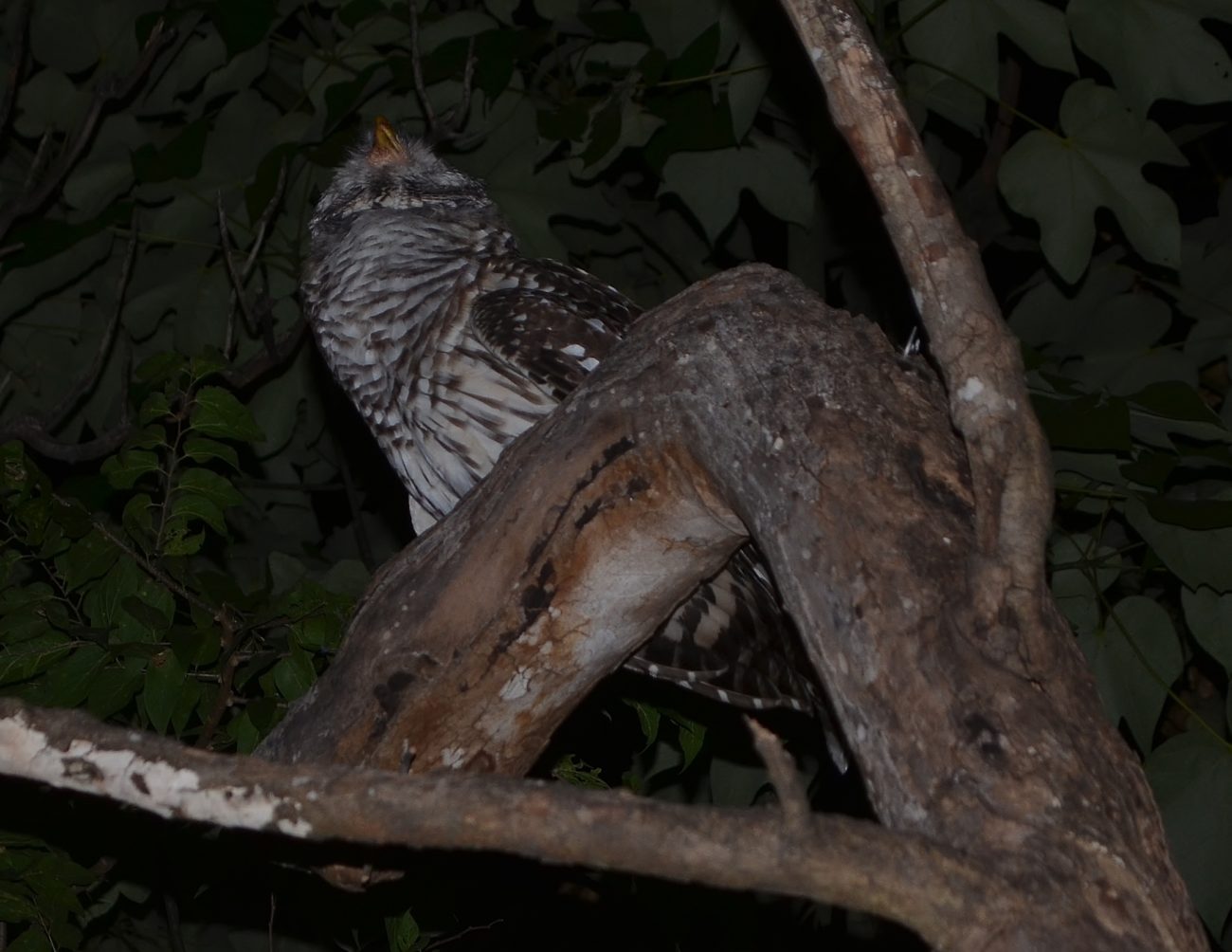 Barred Owl feeding