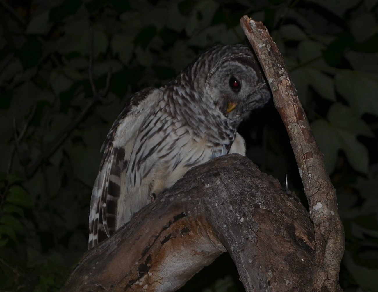 Barred Owl feeding