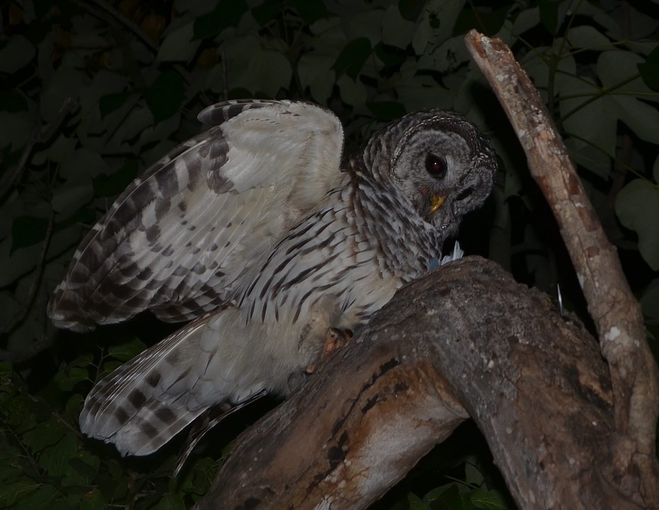 Barred Owl feeding