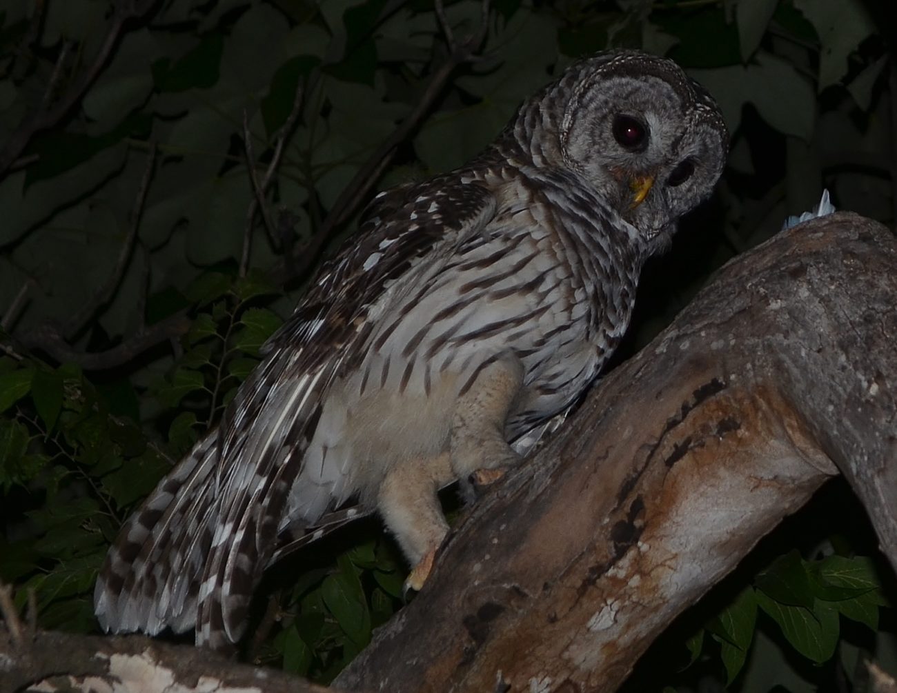 Barred Owl feeding