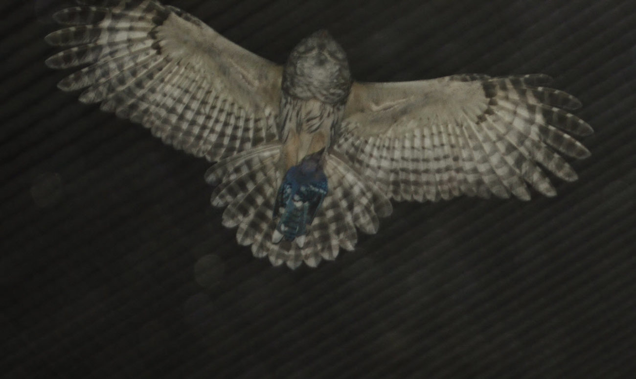 Barred Owl with Bluejay