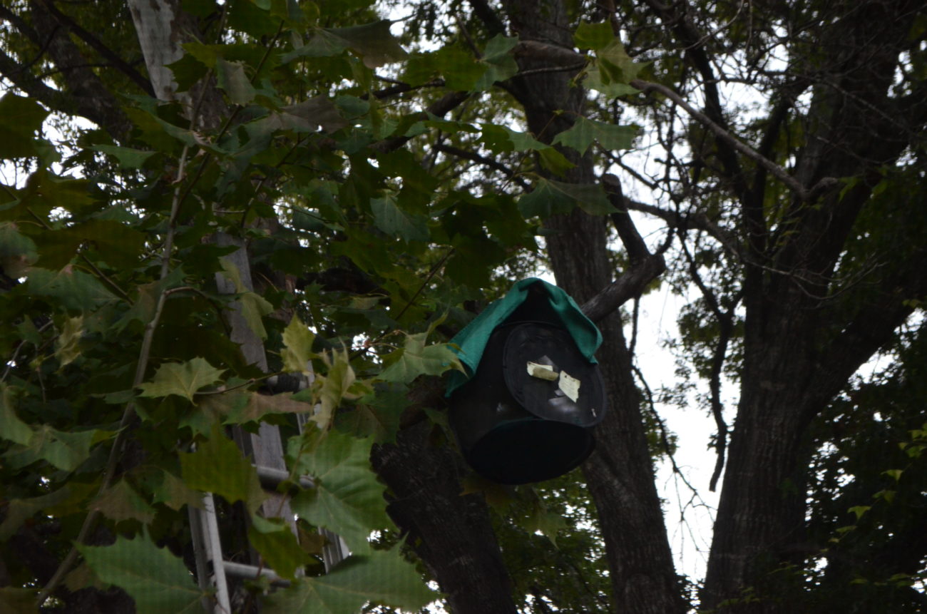 rehabilitation release austin bats