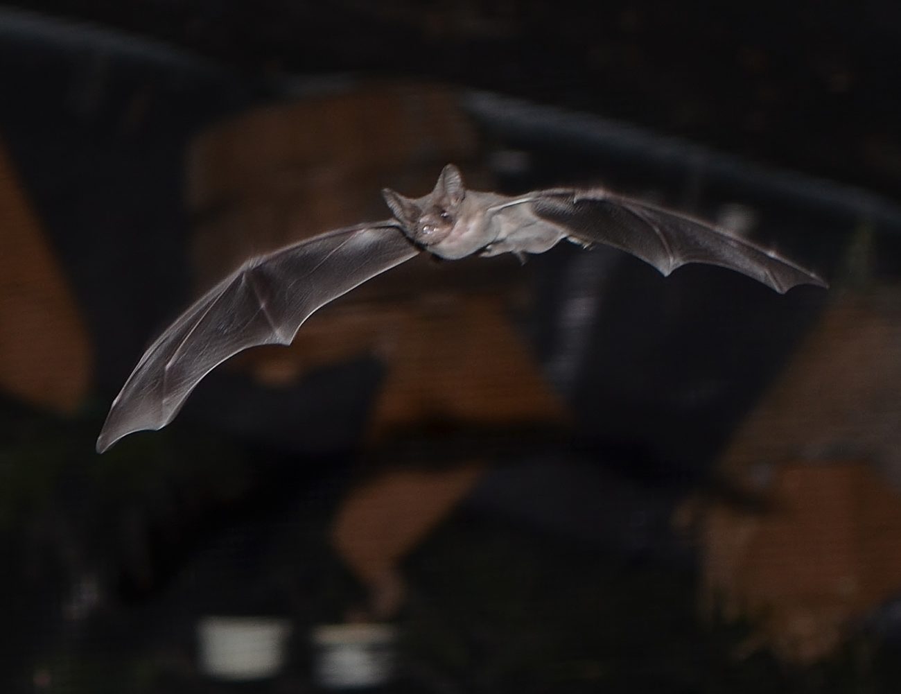 mexican free-tailed bat pup