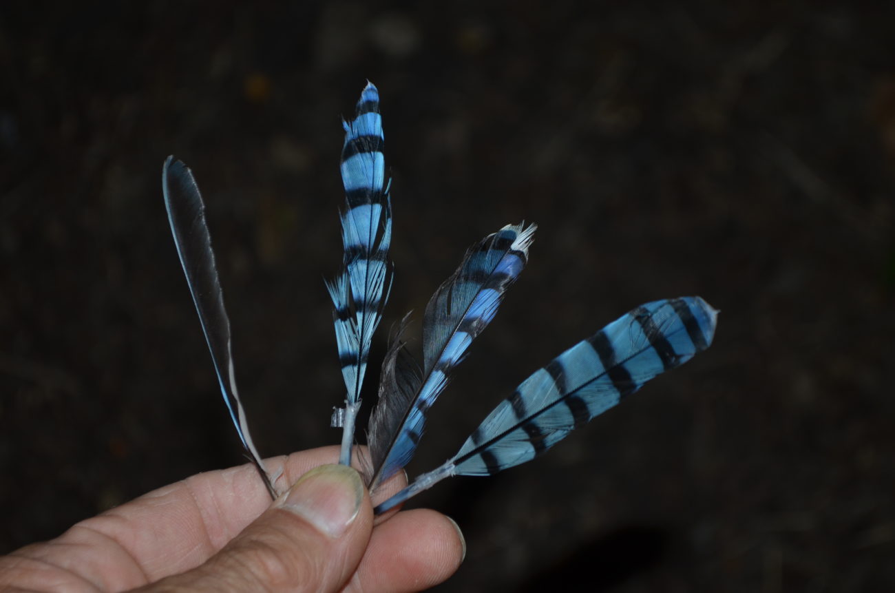 bluejay feathers