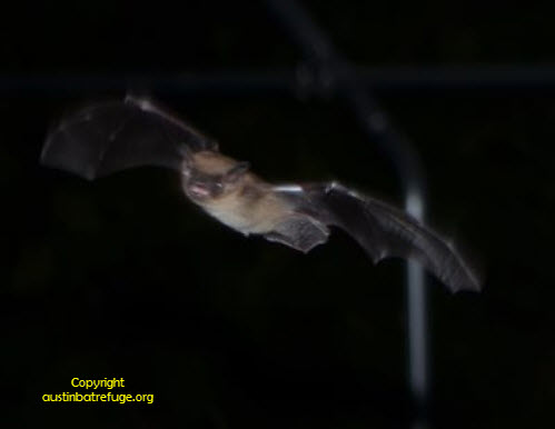 bats, moths, austin bats