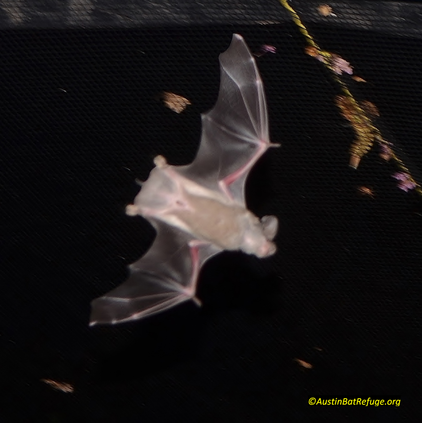 Mexican free-tailed bat