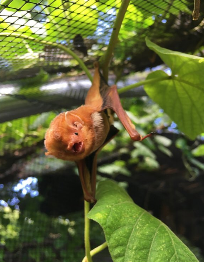 austin bat refuge rehabilitation release rescue