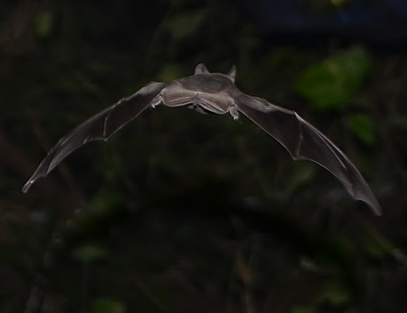 Mexican free-tailed bat