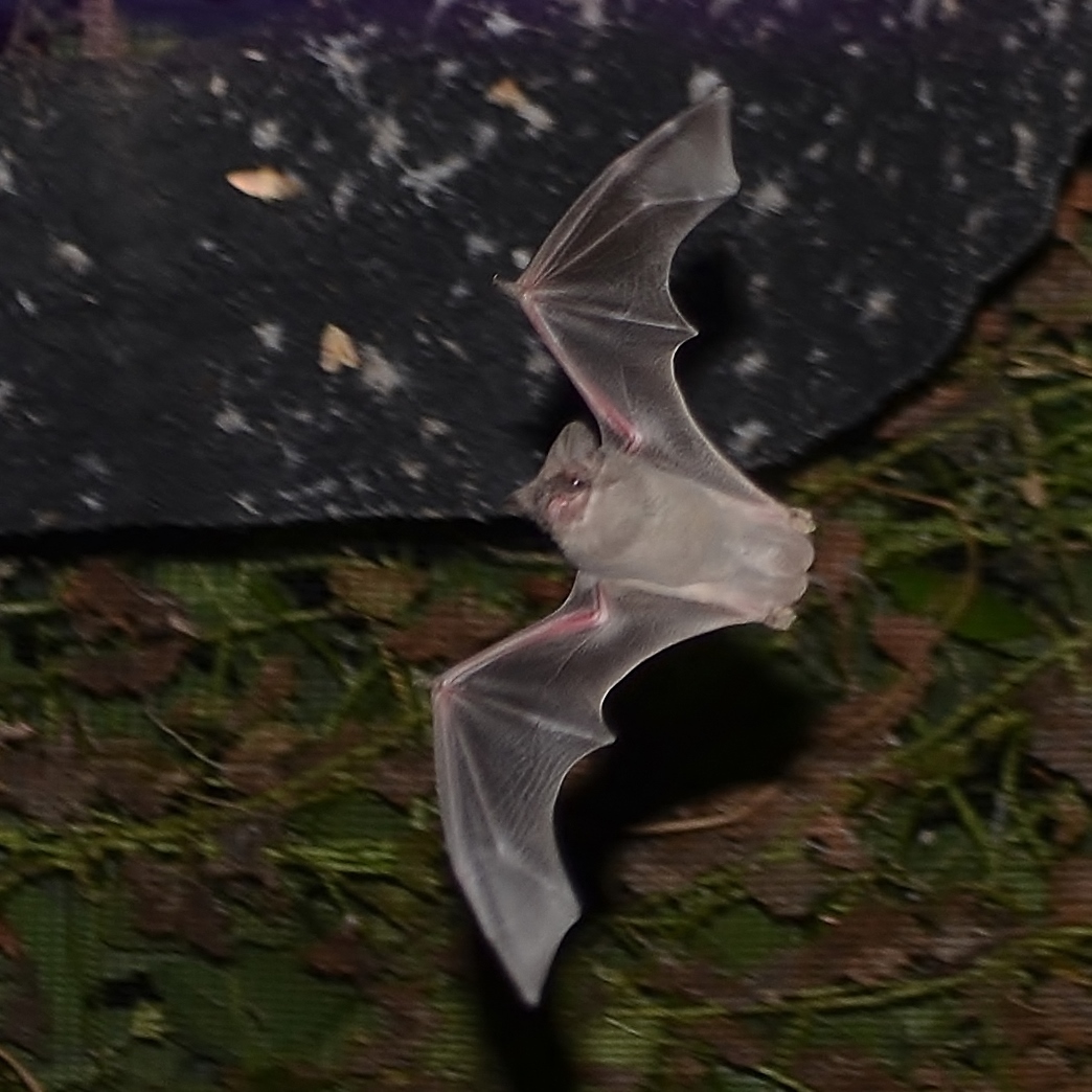 smiling Mexican free-tailed bat