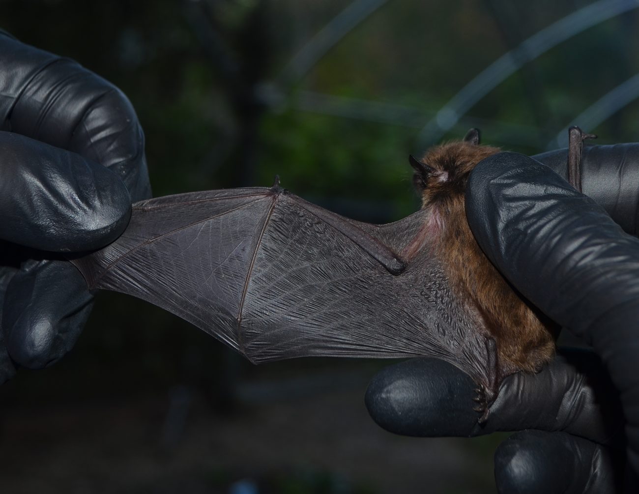 Tri-colored bat at Austin Bat Refuge