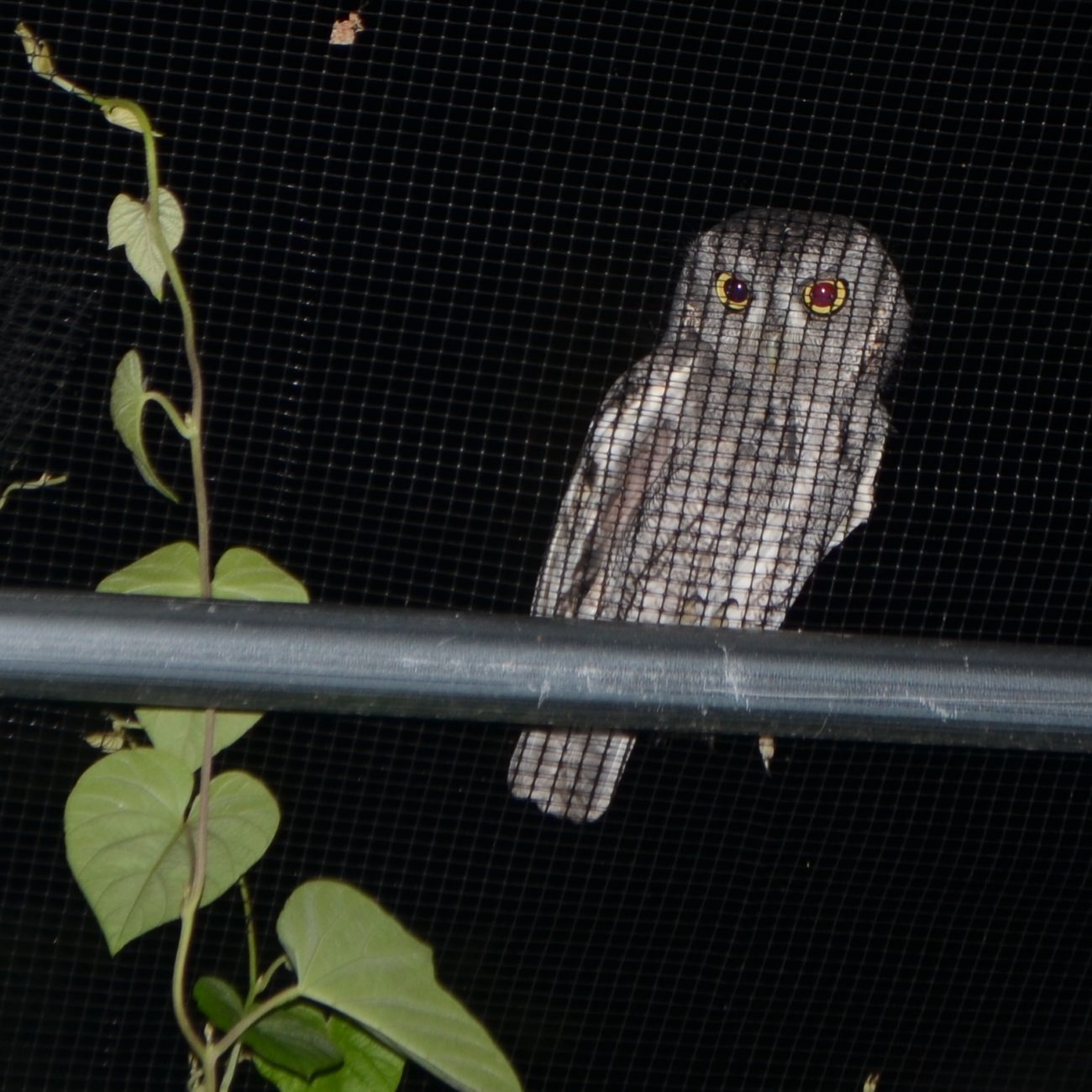 eastern screech owl