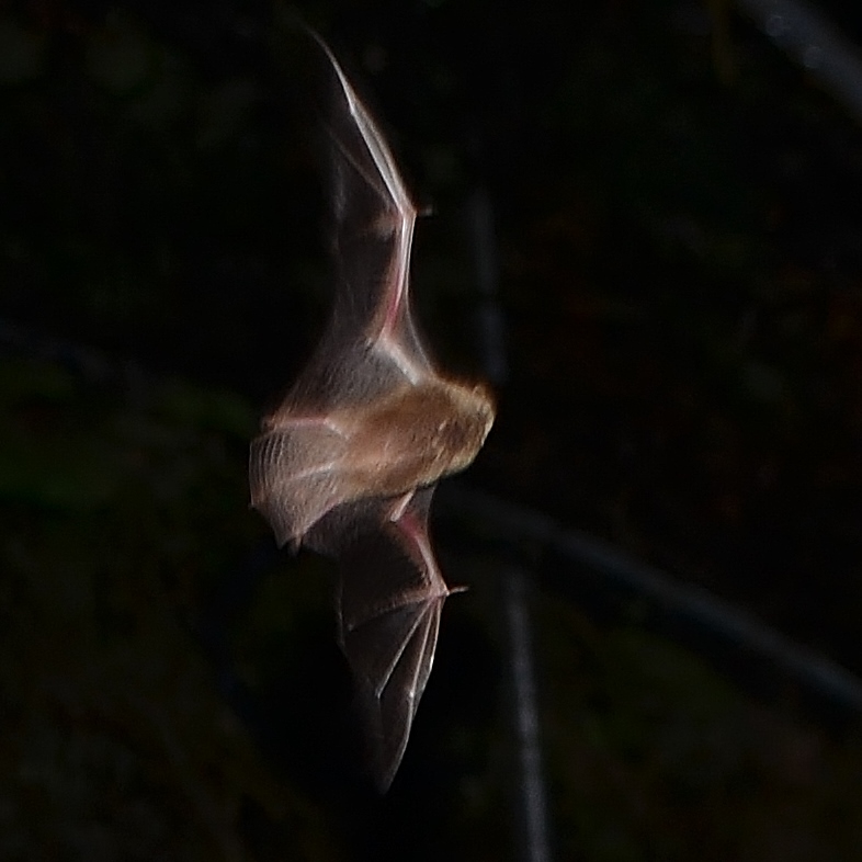 tri-colored bat Austin Bat Refuge