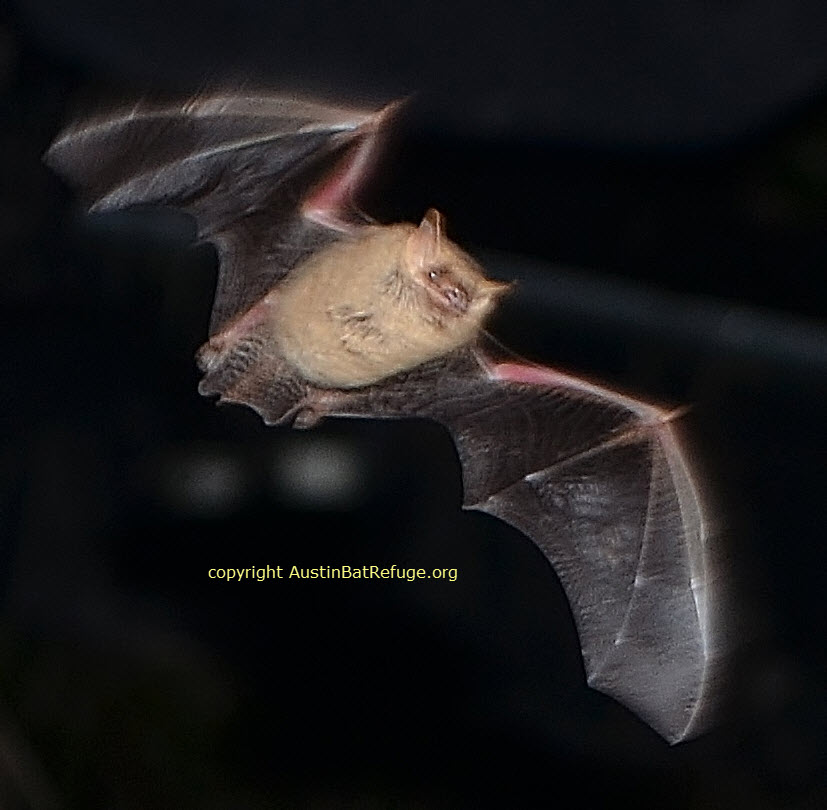 tri-colored bat Austin Bat Refuge