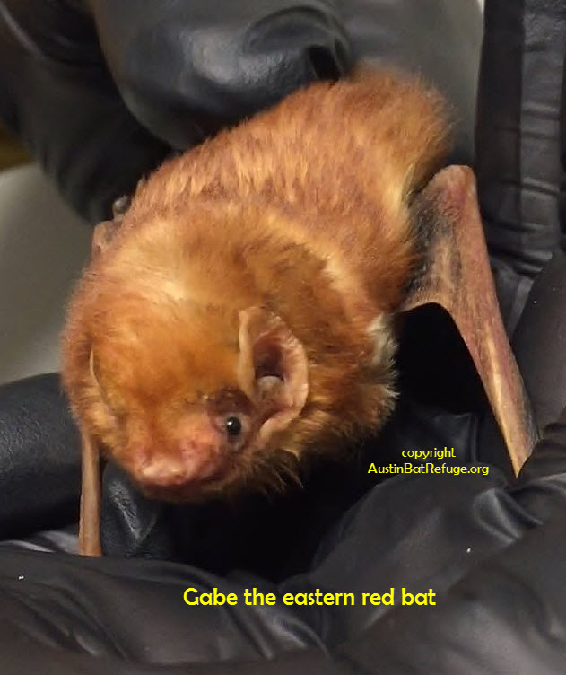 eastern red bat austin bat