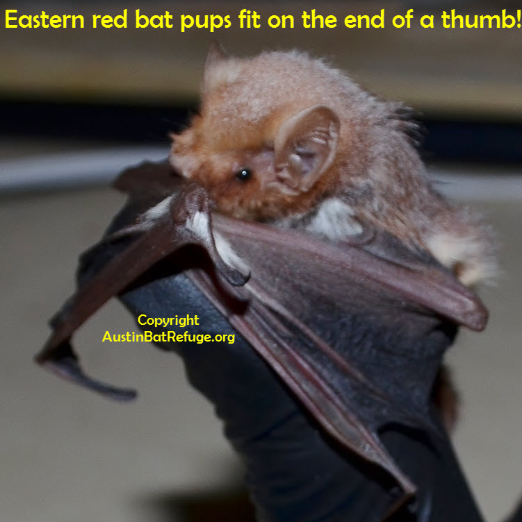 austin bat Austin Bat Refuge eastern red bat