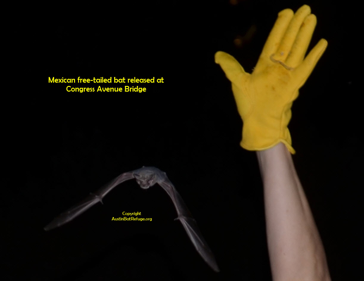 austin bat free-tailed bat Congress Avenue Bridge