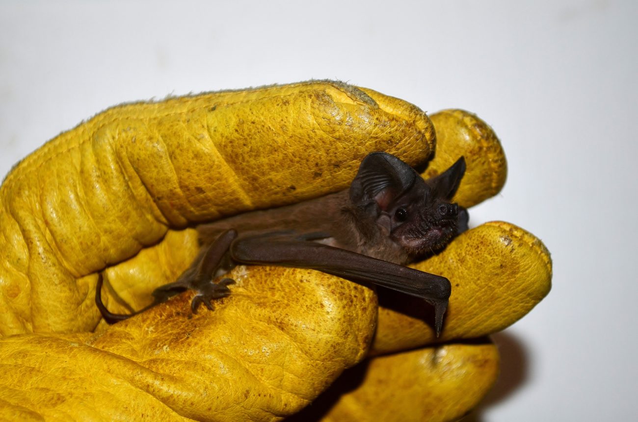 austin bat rescue release