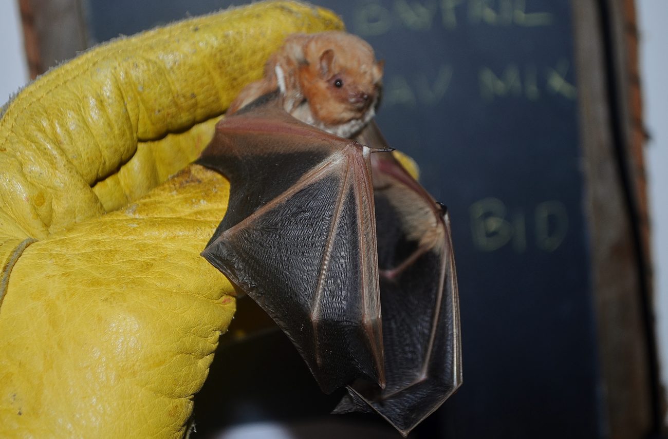 eastern red bat