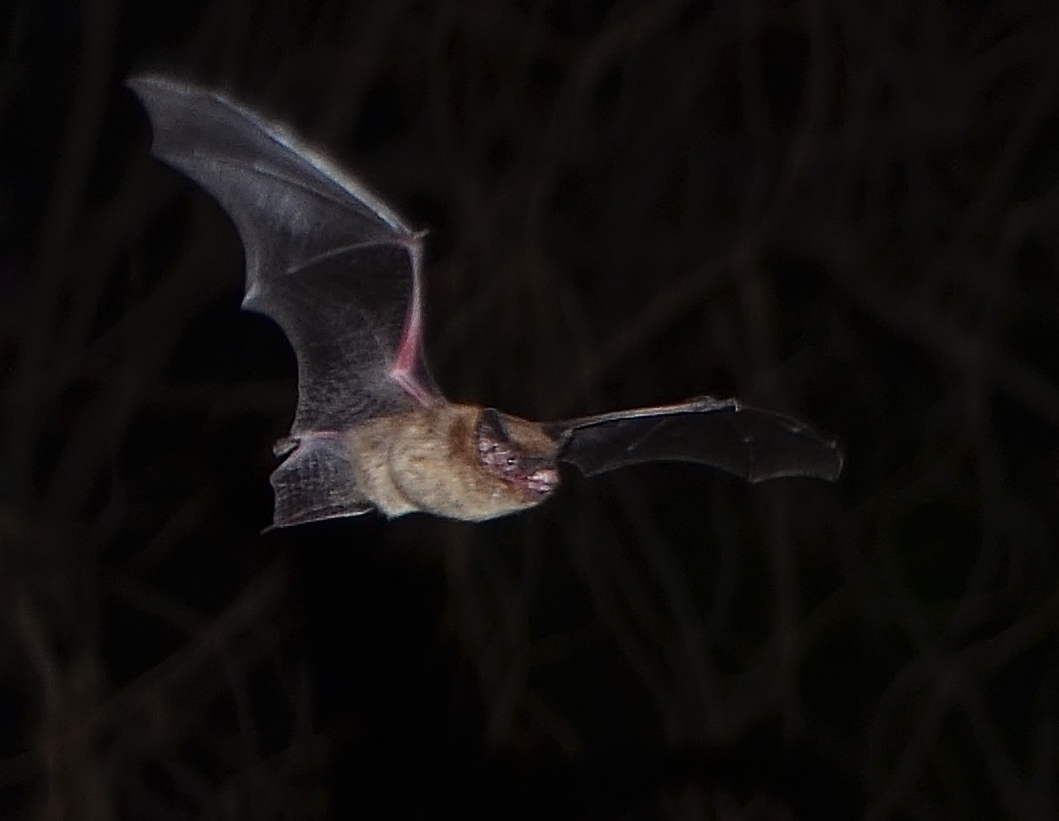 Austin Bat Refuge 