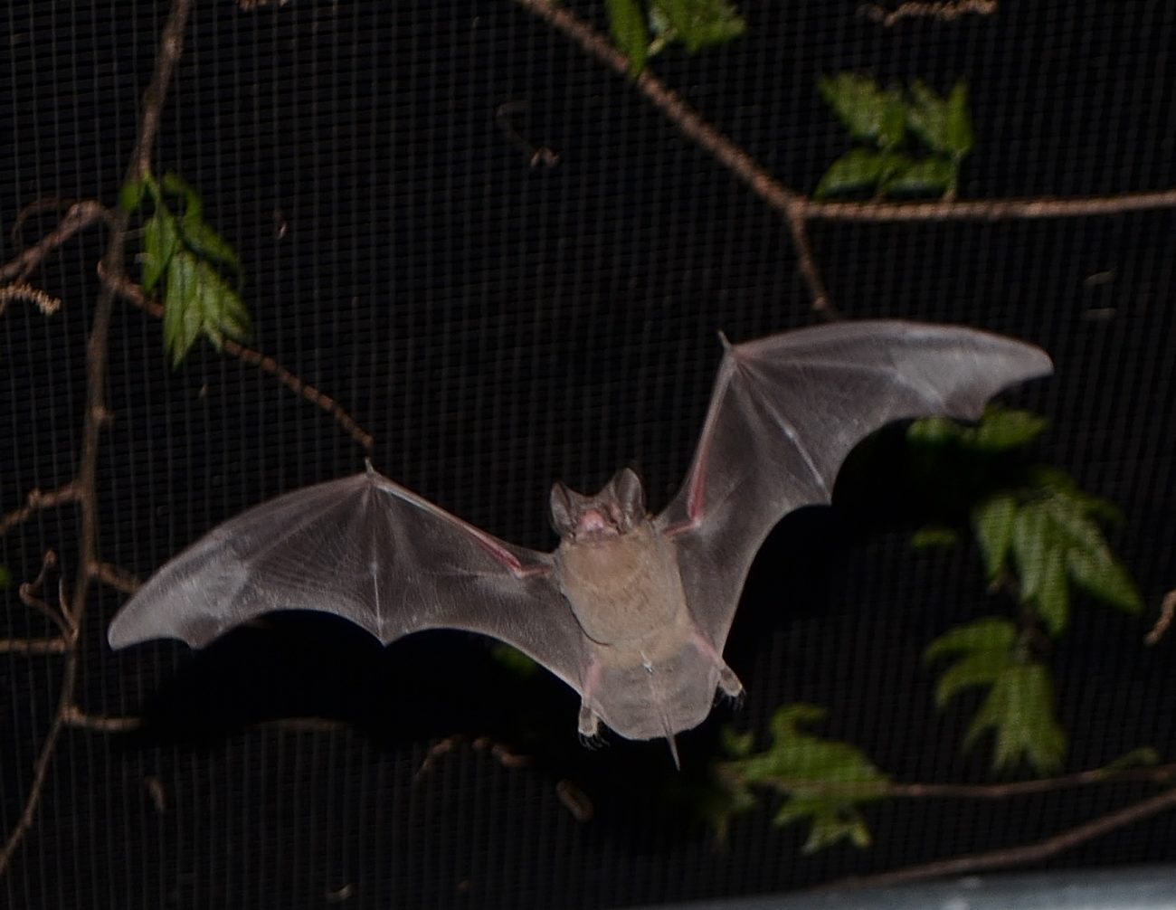 free-tailed bat austin bat 